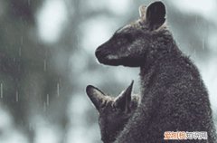 谷雨节气的特点和风俗有哪些 谷雨节气的风俗有哪些