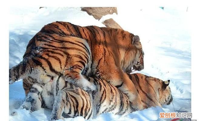 繁衍后代的意思，养儿育女和繁衍后代的意思