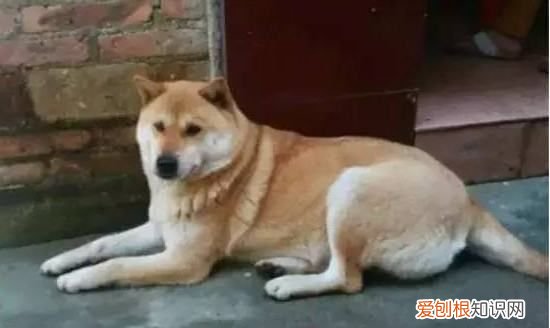 中华田园犬怕冷,土狗怕冷还是怕热