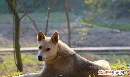 中华田园犬怕冷,土狗怕冷还是怕热