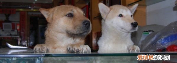 中华田园犬怕冷,土狗怕冷还是怕热