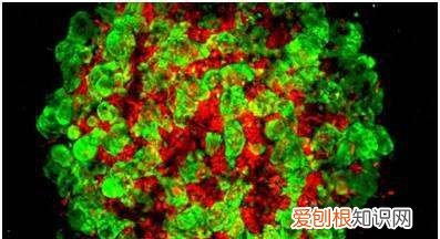 中胚层的作用有哪些,博硕美中胚套盒功效