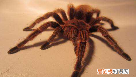 智利火玫瑰能上手,智利红玫瑰能活多久