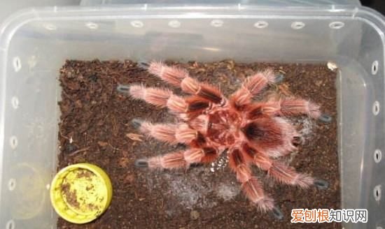 智利火玫瑰能上手,智利红玫瑰能活多久