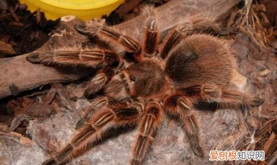 智利火玫瑰能上手,智利红玫瑰能活多久