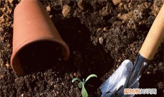 石斛怎么盆栽，石斛盆栽用什么植料