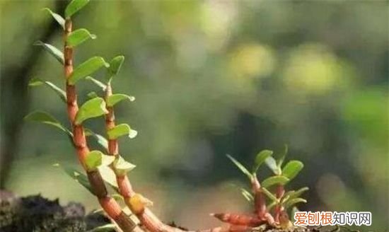 石斛怎么盆栽，石斛盆栽用什么植料