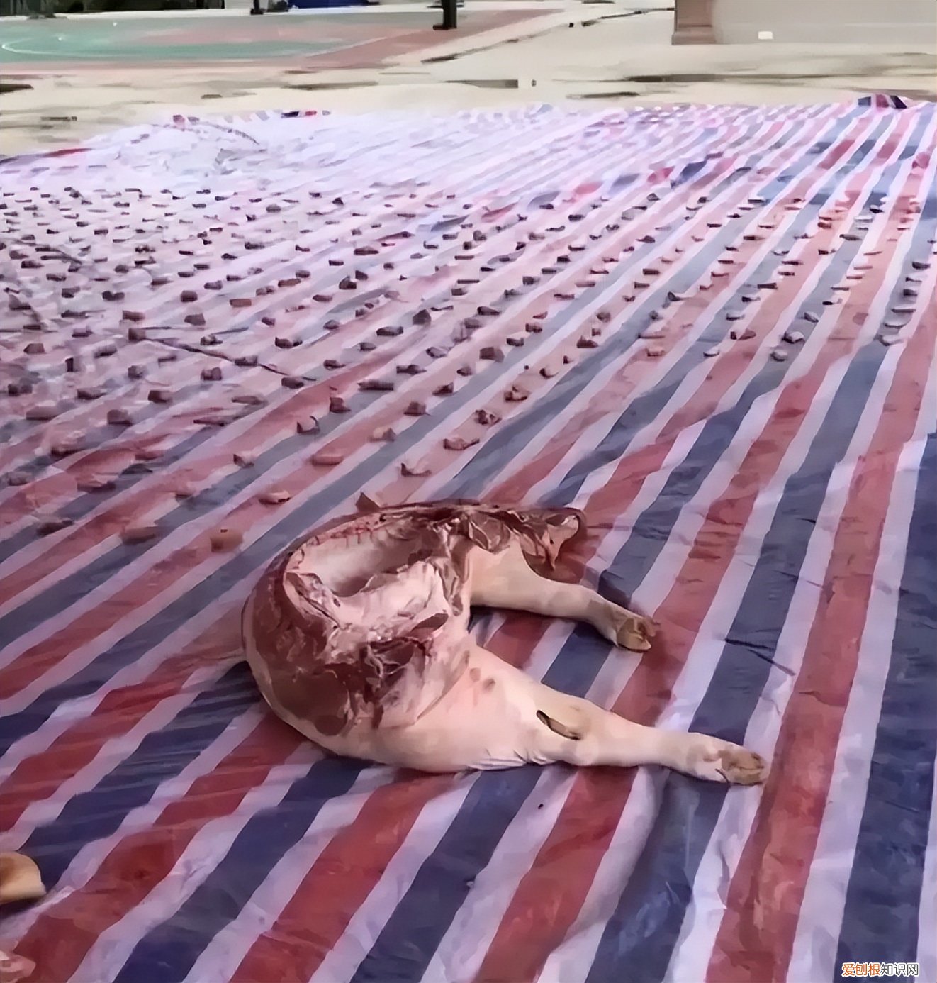 官方回应村民每人领3片菜叶1块猪肉，对于这样的做法网友表示：很公平！