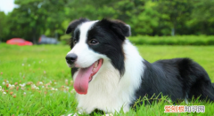 中型犬有哪些，中型宠物犬有哪些品种