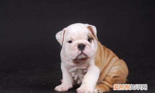 中型犬有哪些，中型宠物犬有哪些品种