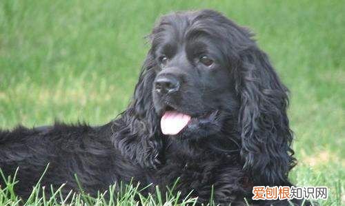 中型犬有哪些，中型宠物犬有哪些品种