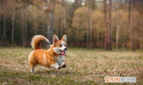 中型犬有哪些，中型宠物犬有哪些品种