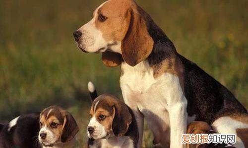 中型犬有哪些，中型宠物犬有哪些品种