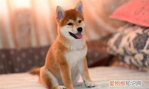 中型犬有哪些，中型宠物犬有哪些品种