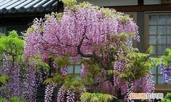 紫藤为啥不开花的原因，紫藤不开花的原因是什么