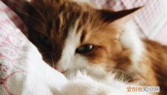 为什么猫咪可以像液体，为什么猫咪能像液体一样缩小在盒子里