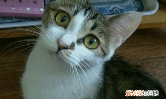 猫吃米饭会有什么影响，宠物猫能吃米饭炒菜嘛