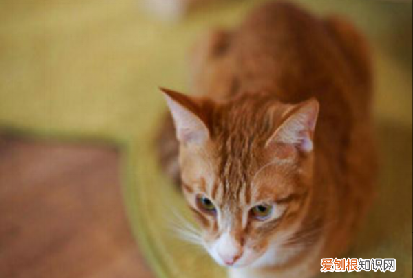 猫吃米饭会有什么影响，宠物猫能吃米饭炒菜嘛