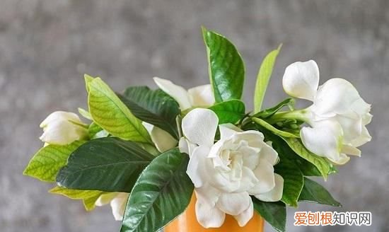 栀子花寓意及花语，栀子花的寓意是什么