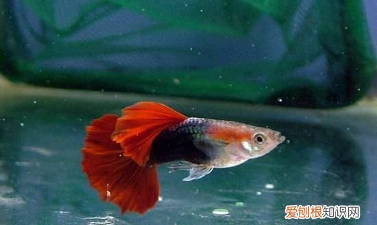 灯笼鱼是什么鱼，草缸适合养什么鱼