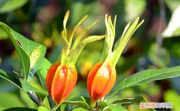 栀子是什么东西，栀子花是什么样子的图片