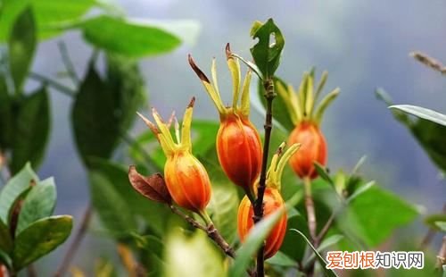 栀子是什么东西,栀子花是什么样子的图片