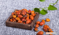 栀子是什么东西，栀子花是什么样子的图片