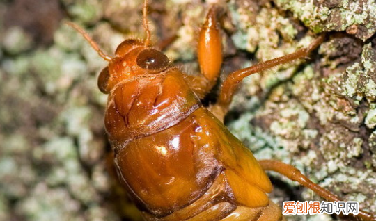 知了吃什么，知了吃什么东西