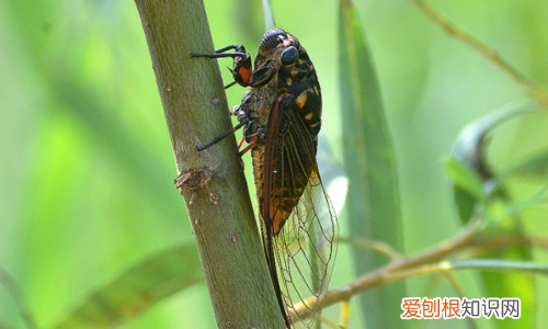 知了吃什么，知了吃什么东西