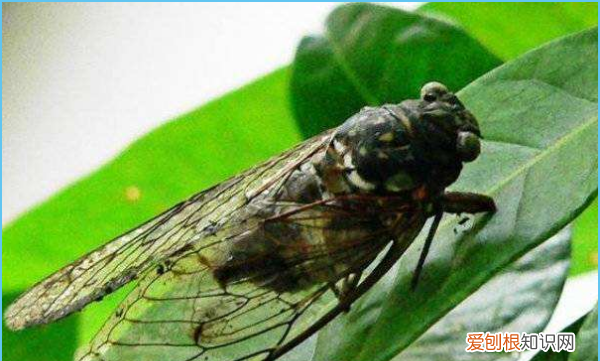 什么时候才有知了出现，蝉是在什么季节出现的