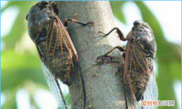 什么时候才有知了出现，蝉是在什么季节出现的