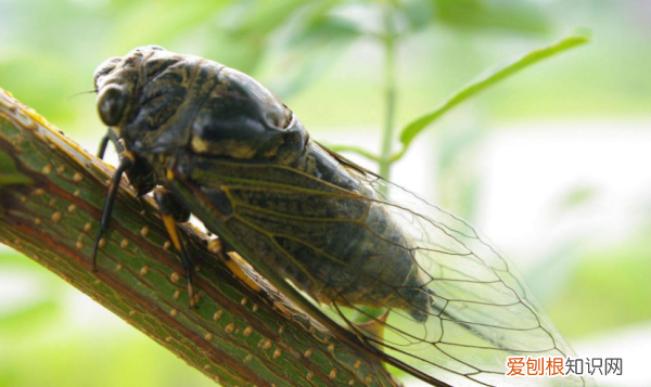 什么时候才有知了出现，蝉是在什么季节出现的