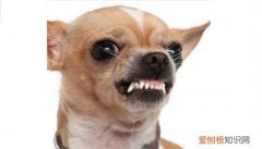 为什么不要和狗对视，为什么不能跟狮子对视