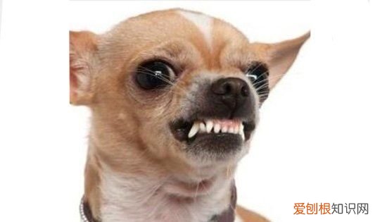 为什么不要和狗对视，为什么不能跟狮子对视