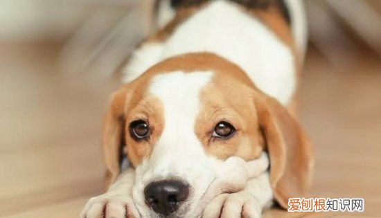 为什么不要和狗对视，为什么不能跟狮子对视