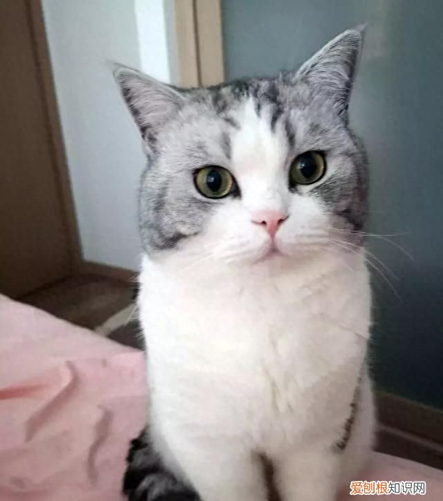 萌宠时刻 阅读量破21亿,蹭热点话题助ta上榜