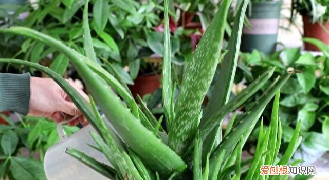 芦荟怎么养才会胶更多