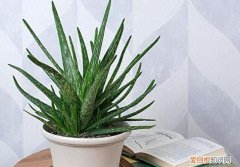 芦荟怎么养才会胶更多