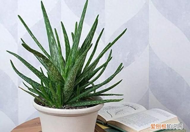 芦荟怎么养才会胶更多