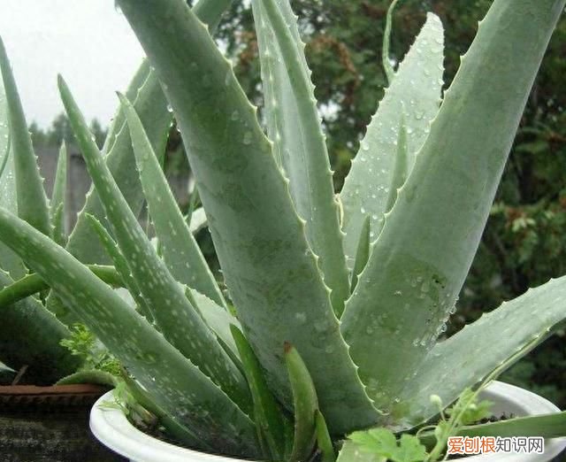 芦荟怎么养才会胶更多