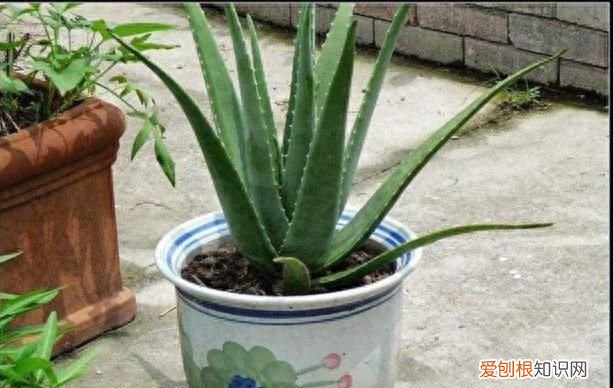 芦荟怎么养才会胶更多