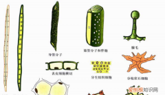 植物细胞有什么结构，植物细胞的基本结构有哪些它们有什么作用