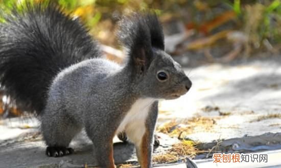 魔王松鼠臭,魔王松鼠寿命一般有多少年