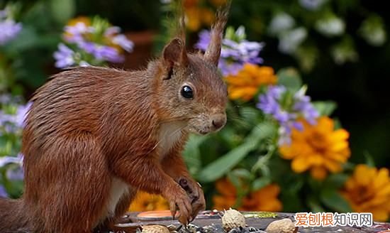 魔王松鼠臭,魔王松鼠寿命一般有多少年