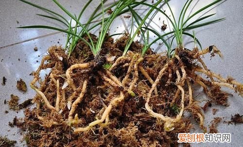 扦插成功率提高的秘诀是什么