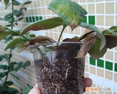 扦插成功率提高的秘诀是什么