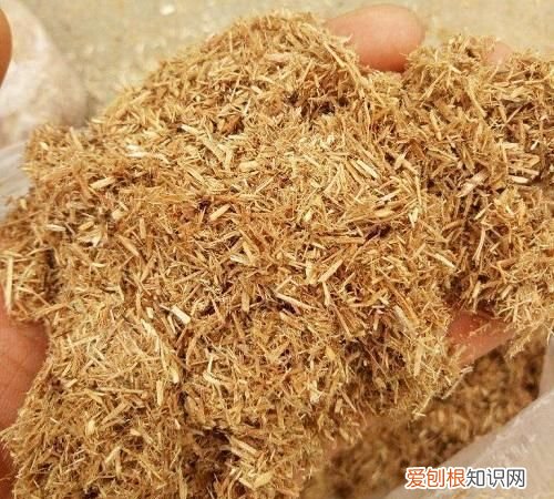 扦插成功率提高的秘诀是什么