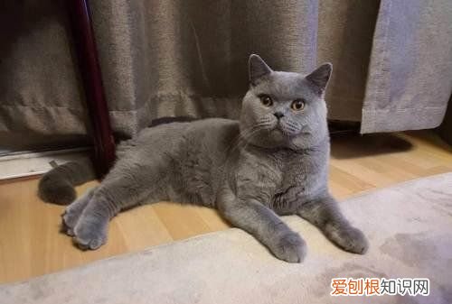 蓝猫母猫发腮,英短蓝猫几个月的时候可以喂什么能发腮