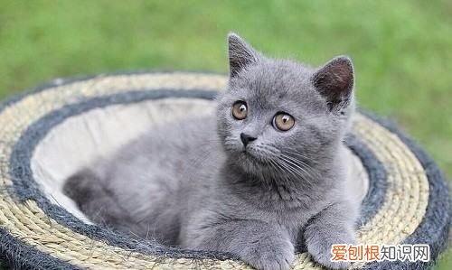 蓝猫母猫发腮,英短蓝猫几个月的时候可以喂什么能发腮