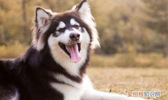 二哈和阿拉斯加的区别